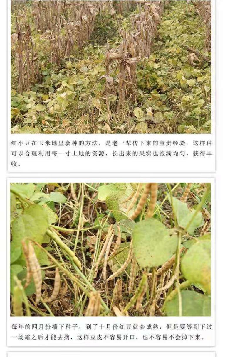 新货精品农家自产红豆出沙好红小豆新豆易煮烂五谷杂粮包邮