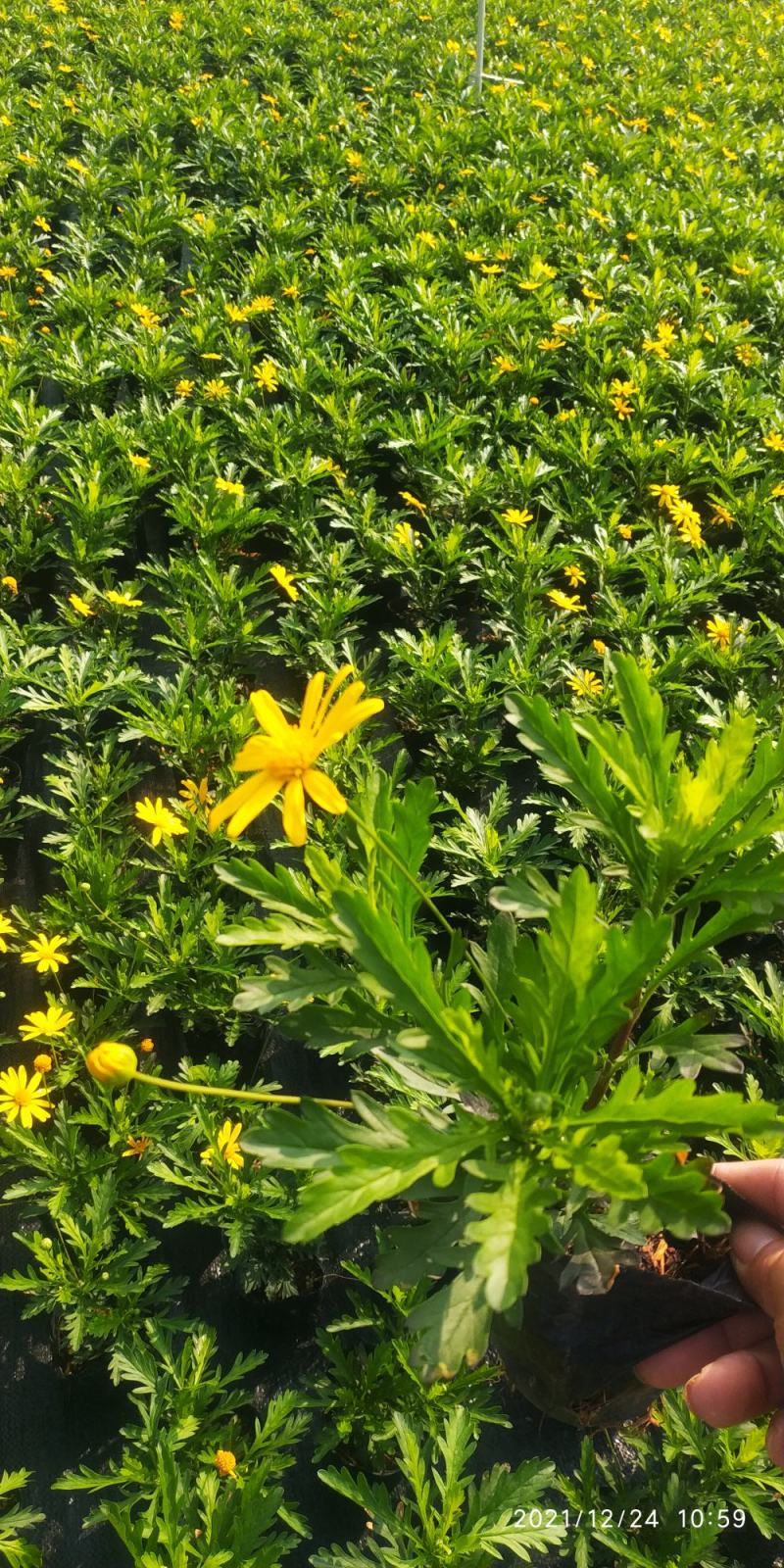 矮牵牛初花效果泥炭土种植欢迎各业人士交流学习