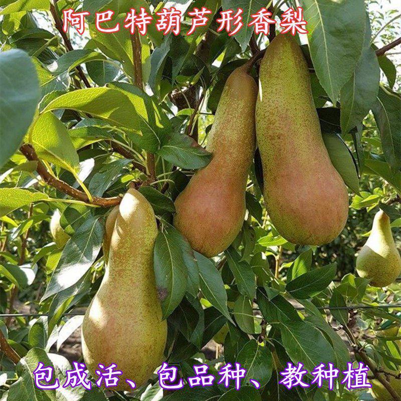 嫁接梨树苗早熟阿巴特梨苗活苗长颈葫芦形早熟香梨苗西洋