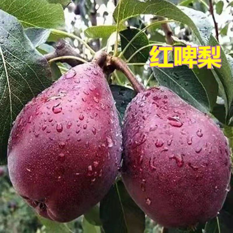 嫁接梨树苗早熟阿巴特梨苗活苗长颈葫芦形早熟香梨苗西洋