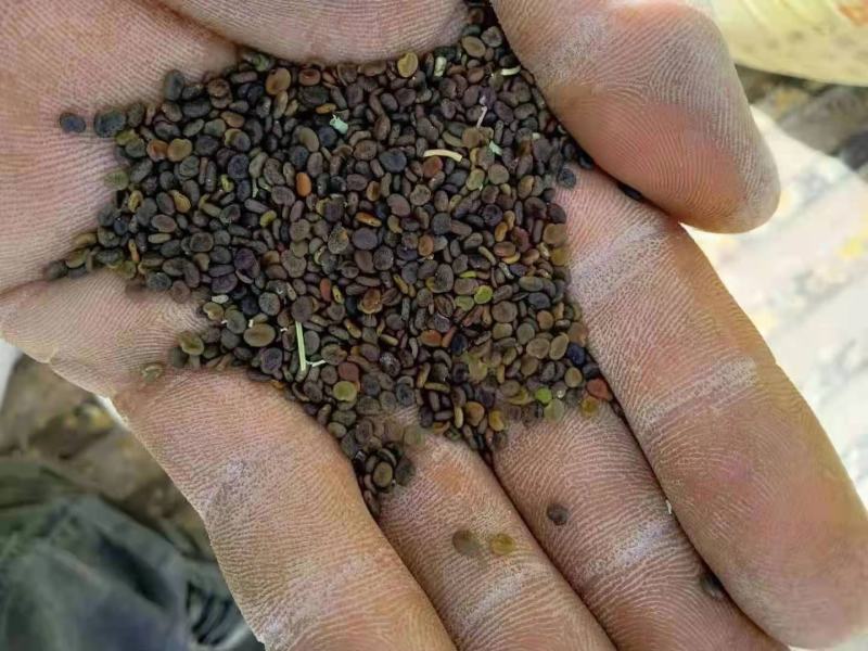纯新黄芪籽