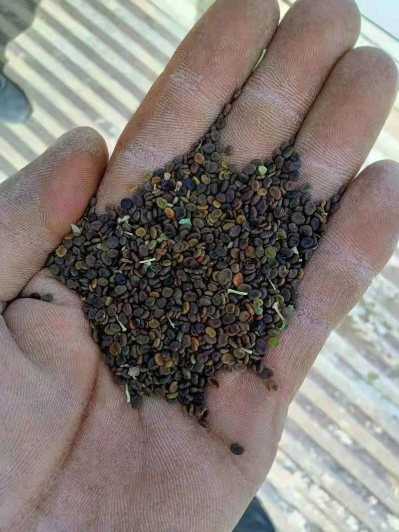 纯新黄芪籽