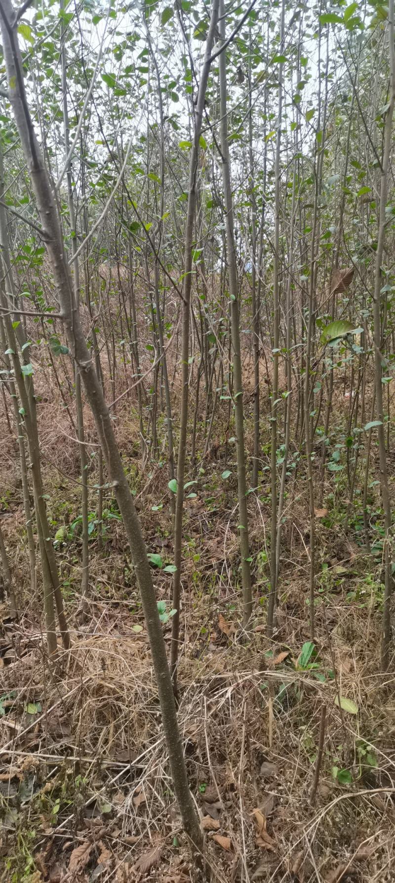 1公分江南桤木，别名（水冬瓜），籽播田苗，海量供应