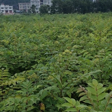 吴茱萸苗