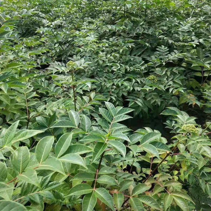 吴茱萸苗