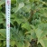 吴茱萸苗