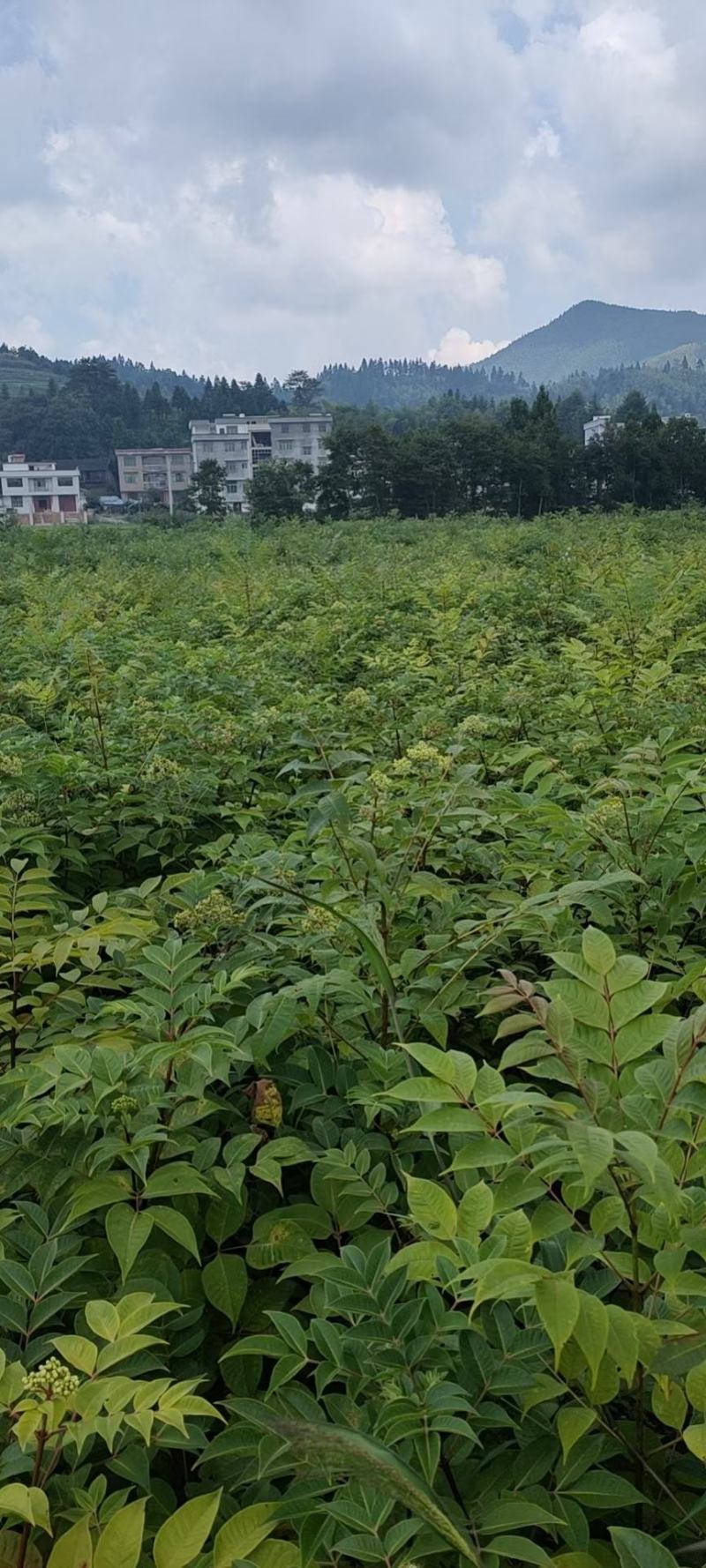 吴茱萸苗