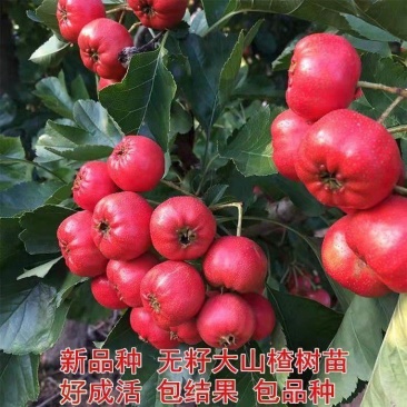 无籽山楂树苗嫁接盆栽地栽南北方庭院种植特大山楂苗当年结果