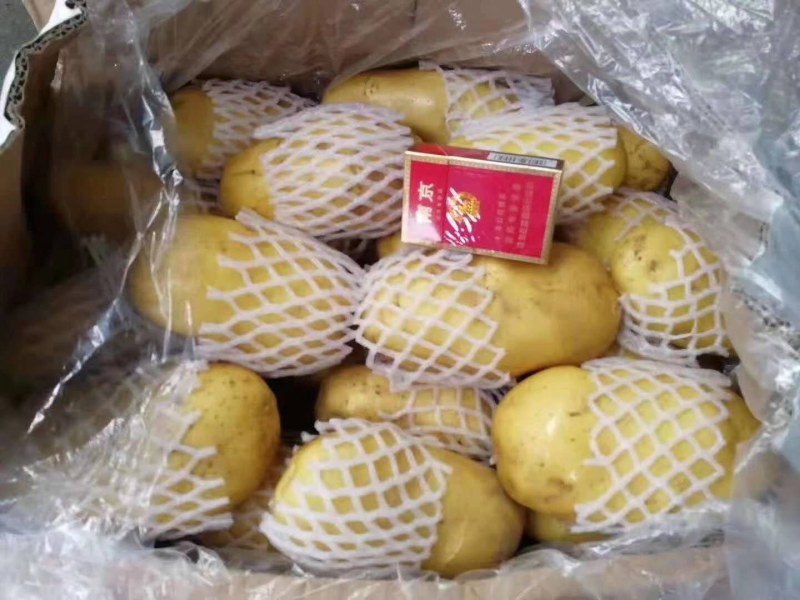 山东冷库，荷兰十五土V7土豆，货源充足，全国发货