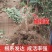 无籽山楂树苗嫁接盆栽地栽南北方庭院种植特大山楂苗当年结果
