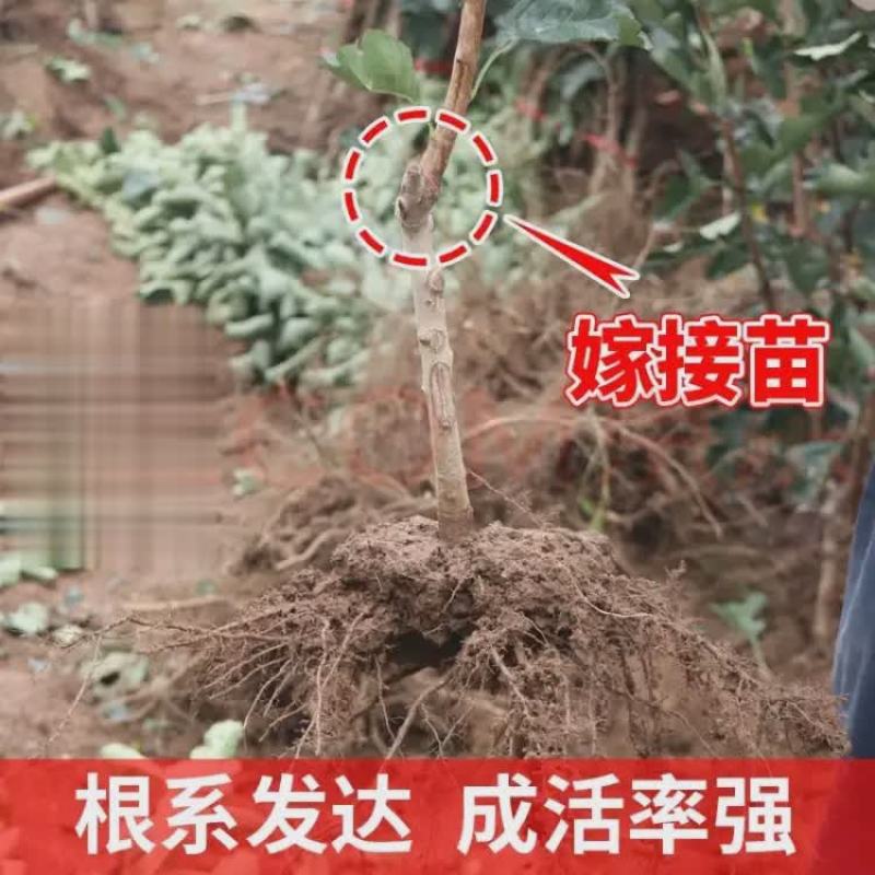 无籽山楂树苗嫁接盆栽地栽南北方庭院种植特大山楂苗当年结果