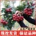 无籽山楂树苗嫁接盆栽地栽南北方庭院种植特大山楂苗当年结果