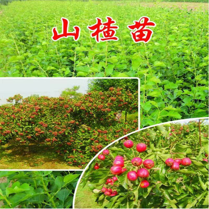 无籽山楂树苗嫁接盆栽地栽南北方庭院种植特大山楂苗当年结果