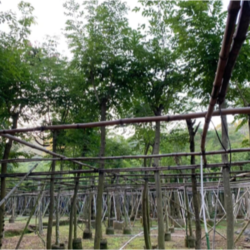 海南黄花梨树低价出售4-20公分
