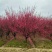 红梅树苗骨里红2/15公分价格红梅榆叶梅美人梅小苗耐寒