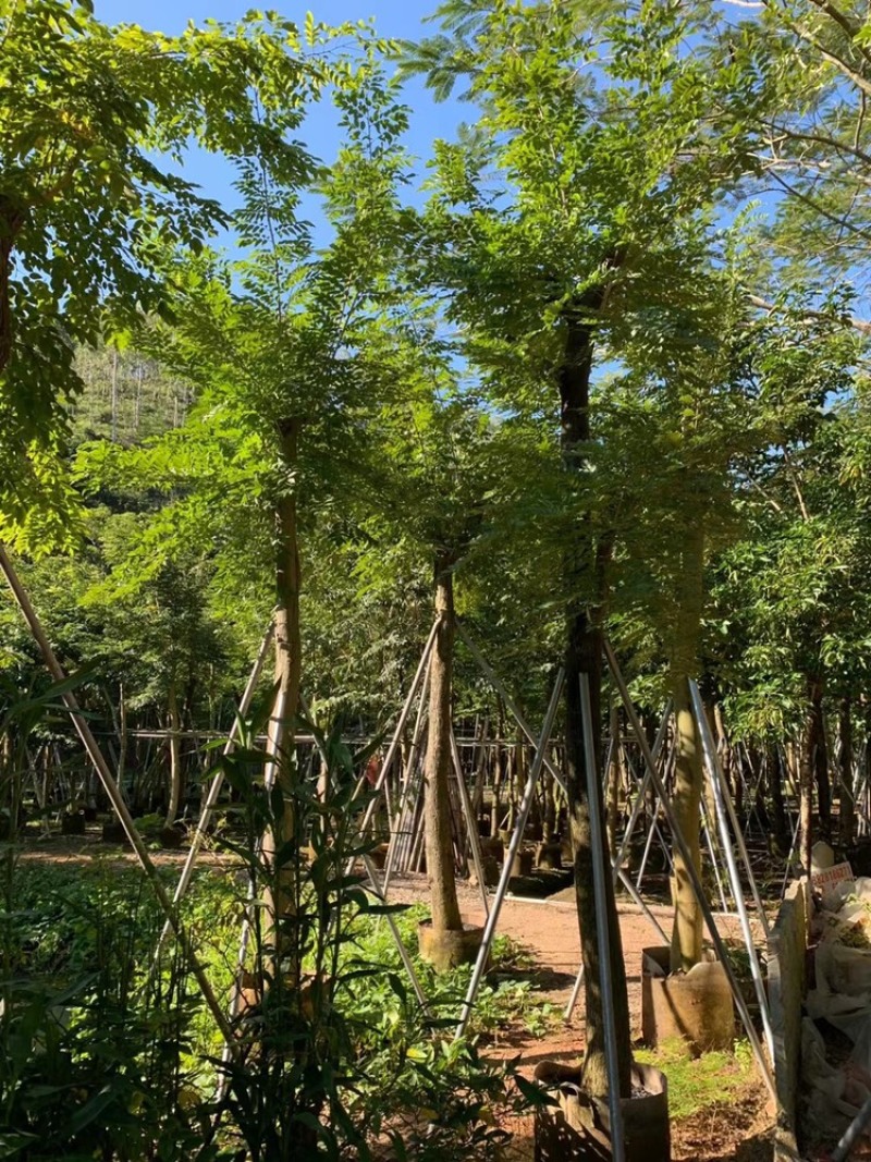 海南黄花梨树低价出售4-20公分