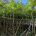海南黄花梨树低价出售4-20公分