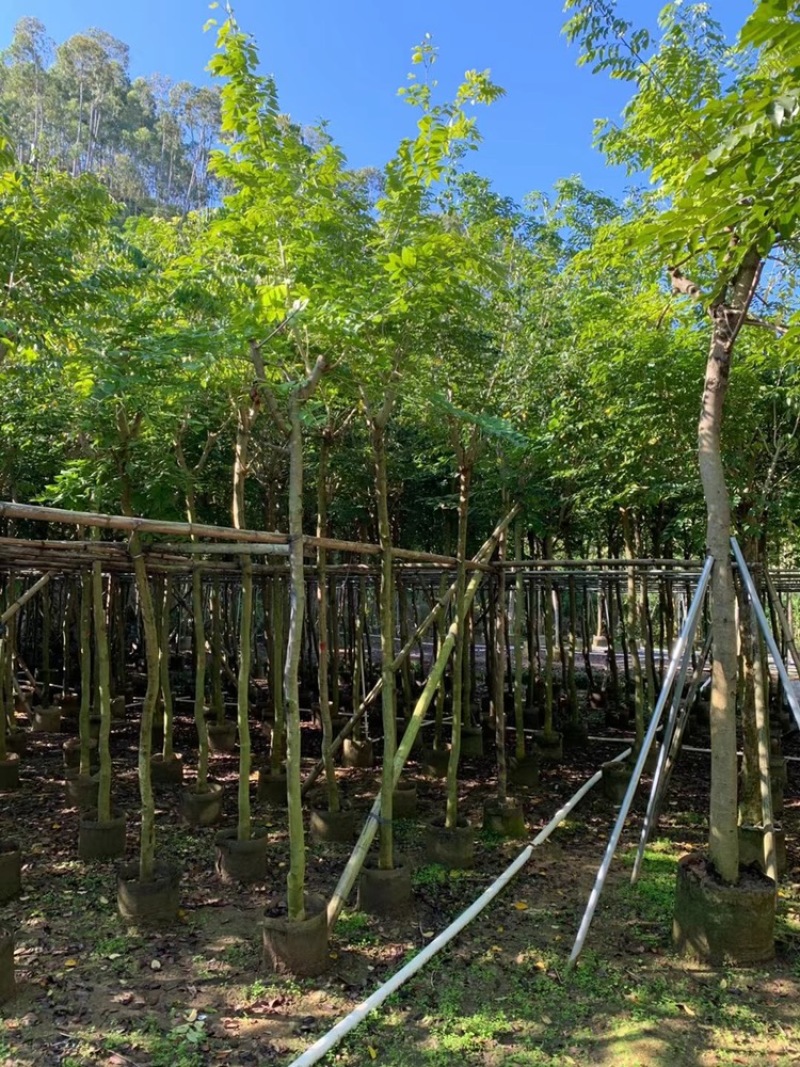 海南黄花梨树低价出售4-20公分