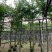 海南黄花梨树低价出售4-20公分