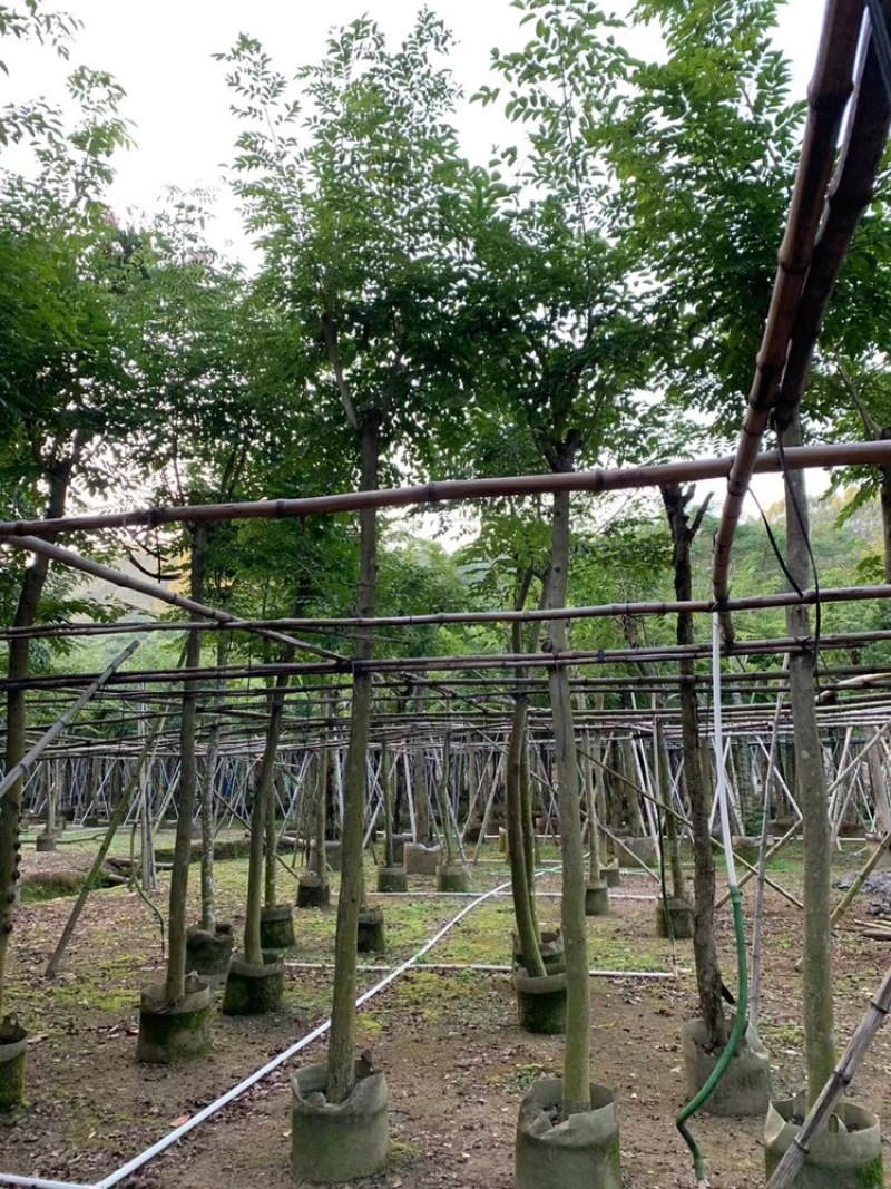 海南黄花梨树低价出售4-20公分