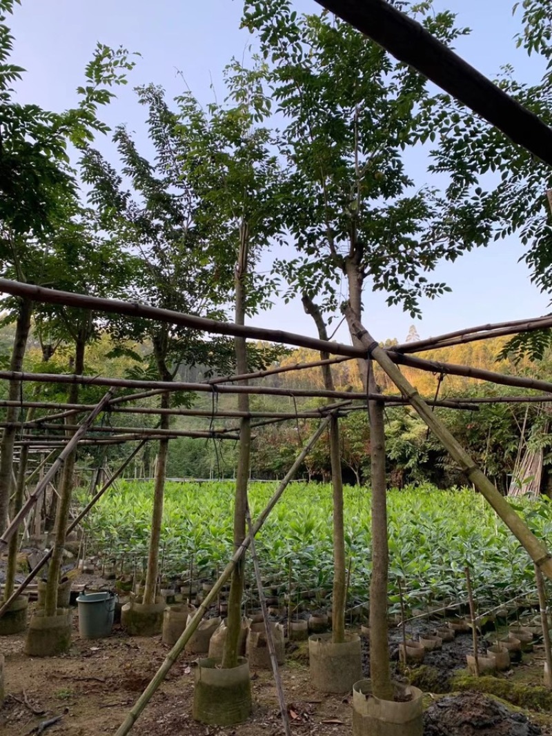 海南黄花梨树低价出售4-20公分