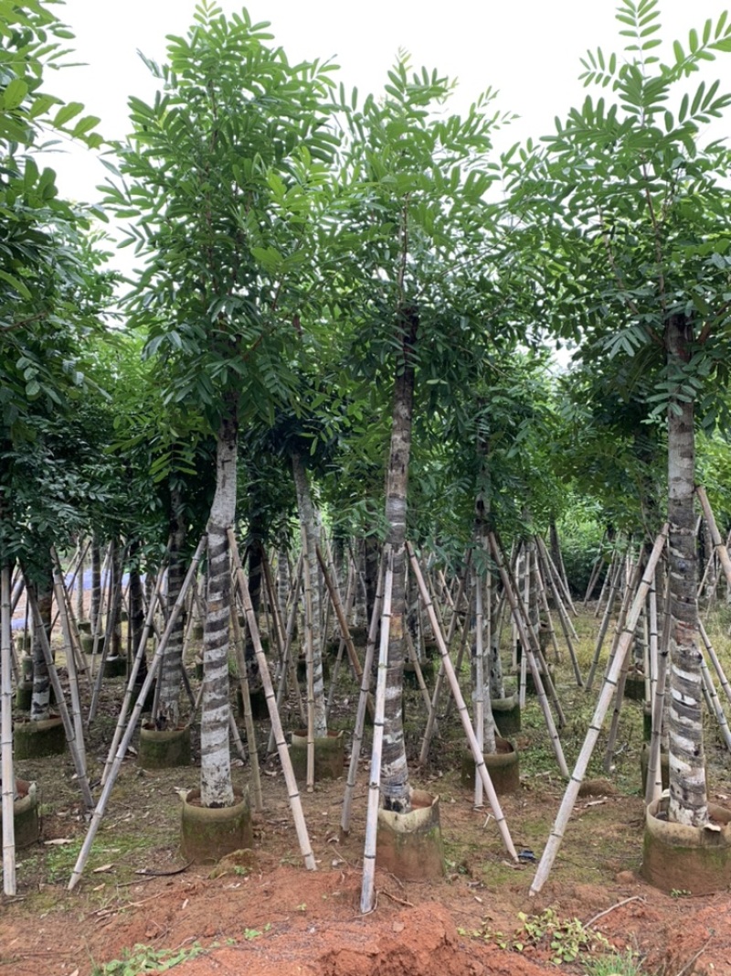 桃花心木桃花芯截杆袋苗5-8-10-12-15公分袋苗