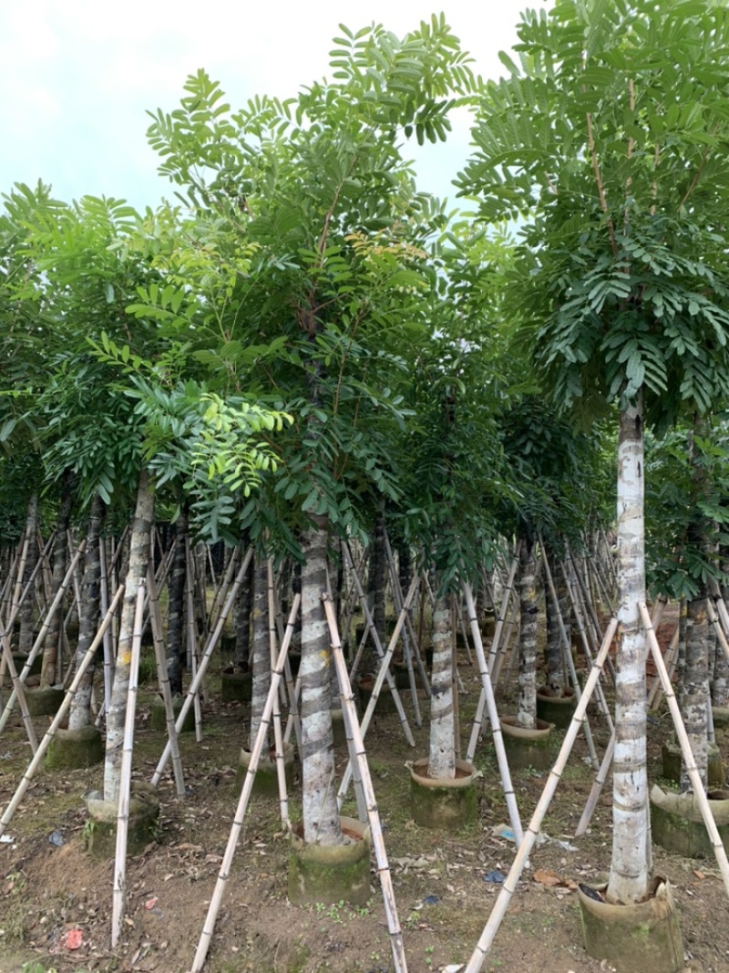 桃花心木桃花芯截杆袋苗5-8-10-12-15公分袋苗
