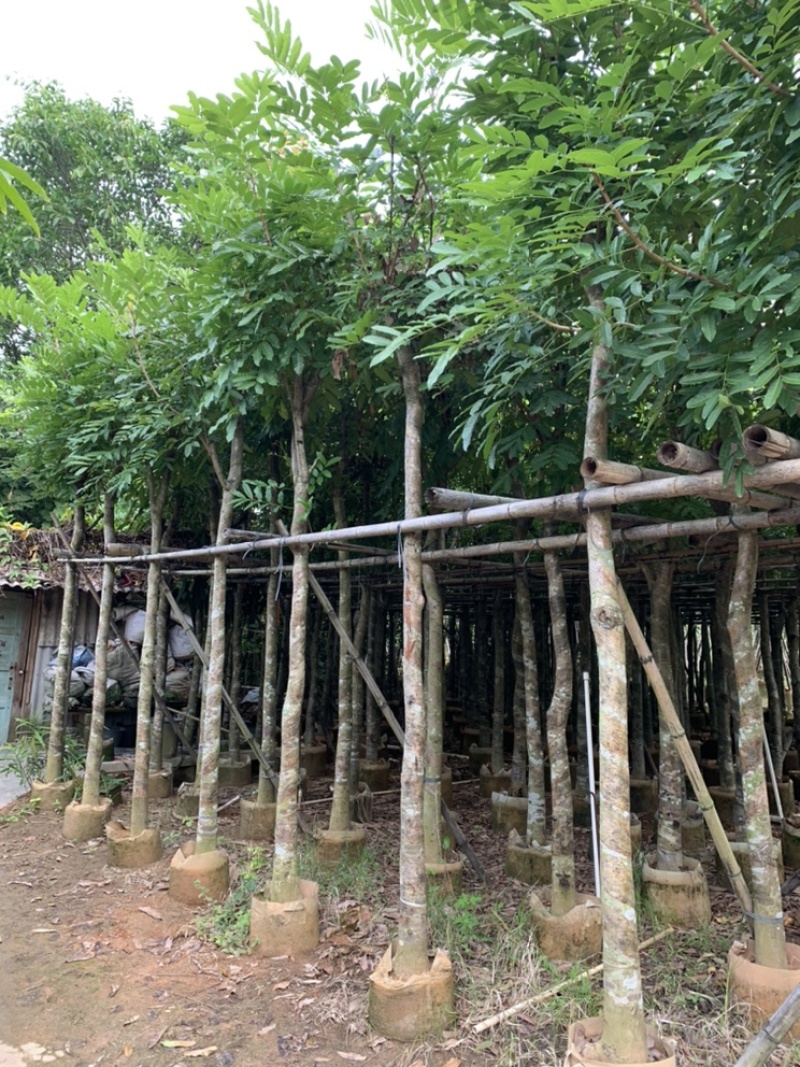 桃花心木桃花芯截杆袋苗5-8-10-12-15公分袋苗