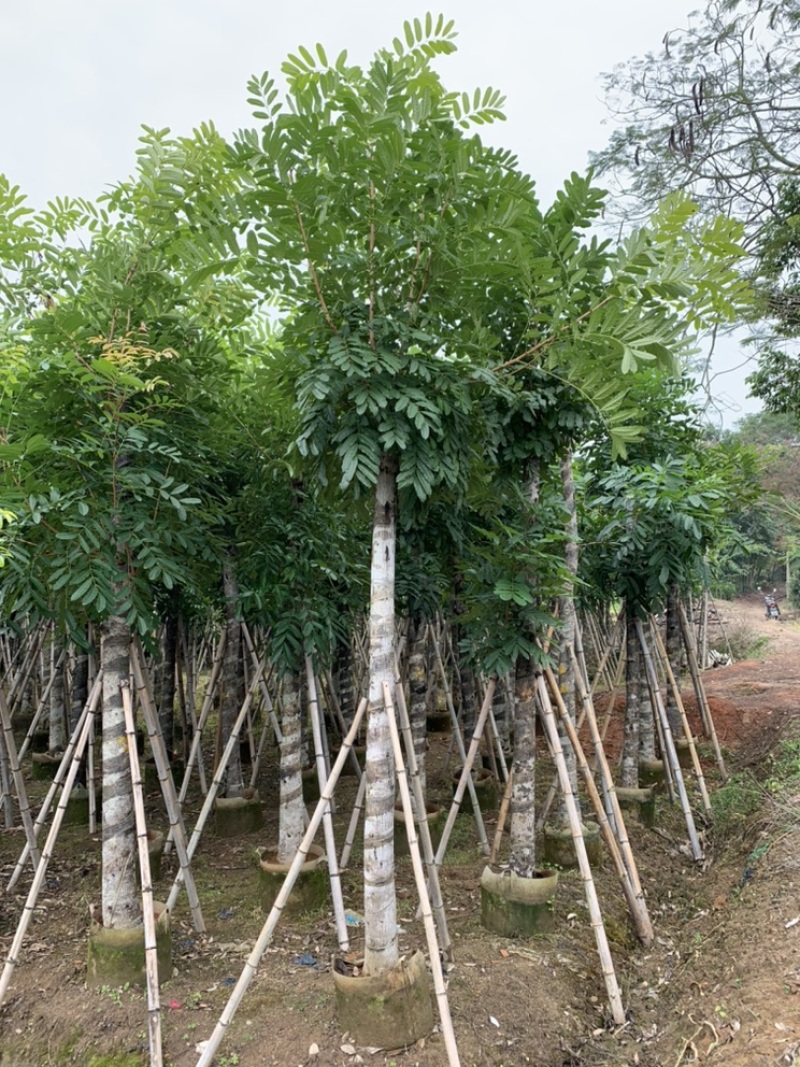 桃花心木桃花芯截杆袋苗5-8-10-12-15公分袋苗