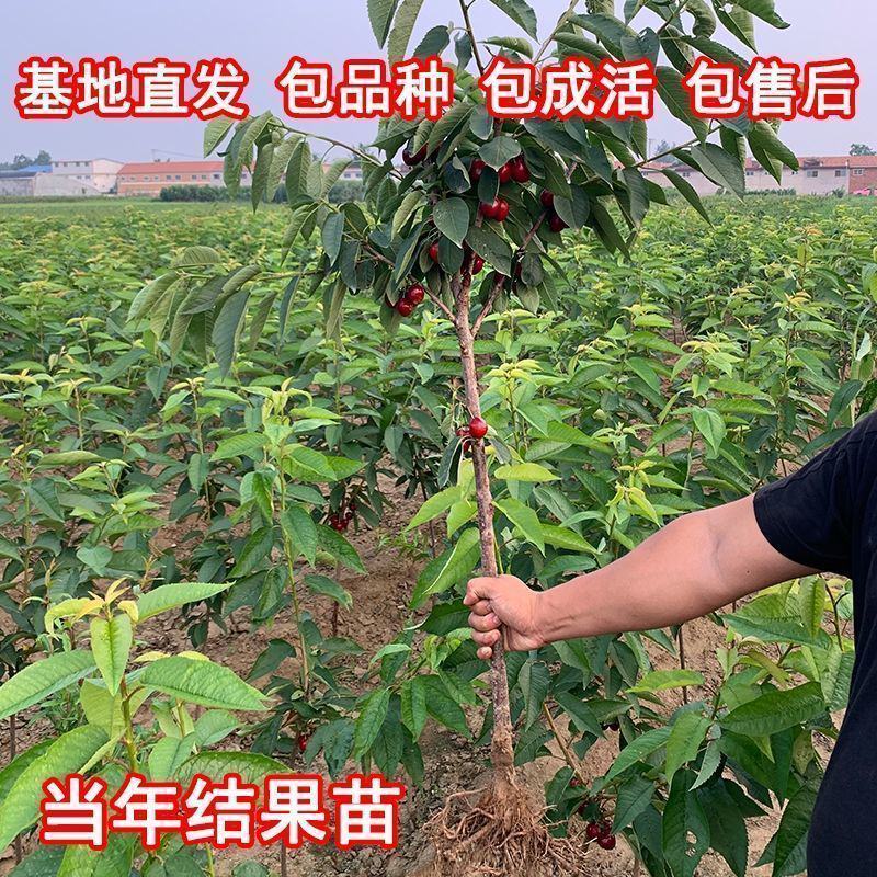 车厘子樱桃树苗南方北方种植地栽盆栽大樱桃苗嫁接当年结果果