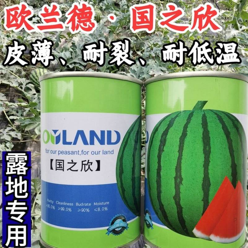 欧兰德国之欣西瓜种子超8424薄皮耐裂圆瓜京欣瓜麒麟瓜