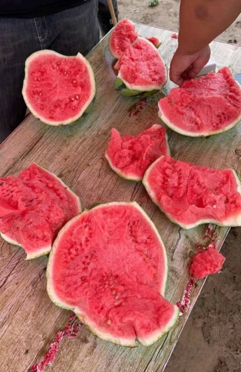 欧兰德国之欣西瓜种子超8424薄皮耐裂圆瓜京欣瓜麒麟瓜