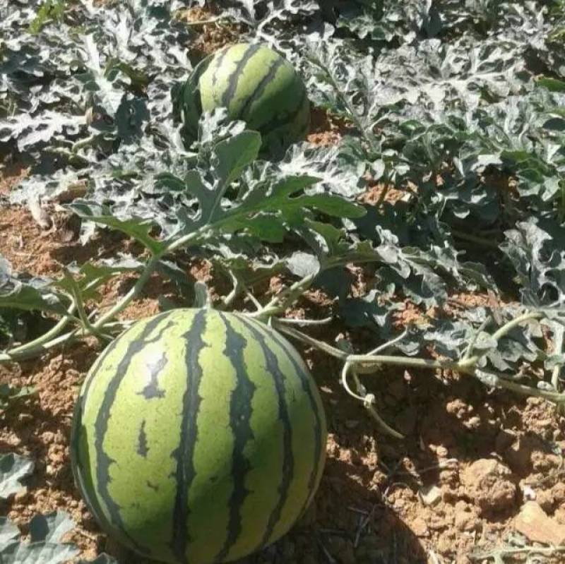 欧兰德国之欣西瓜种子超8424薄皮耐裂圆瓜京欣瓜麒麟瓜