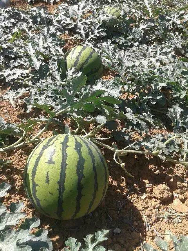 欧兰德国之欣西瓜种子超8424薄皮耐裂圆瓜京欣瓜麒麟瓜