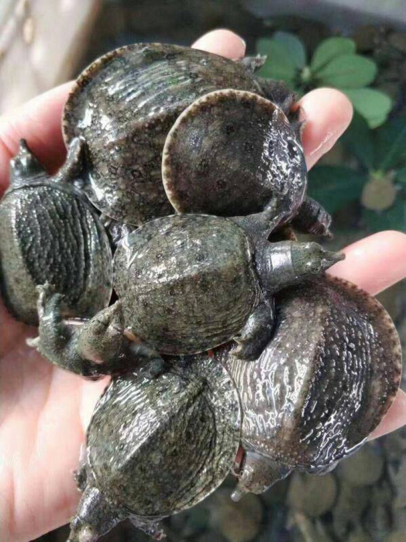 好货优选2-4两温室甲鱼苗，需要甲鱼养殖朋友前来咨询。