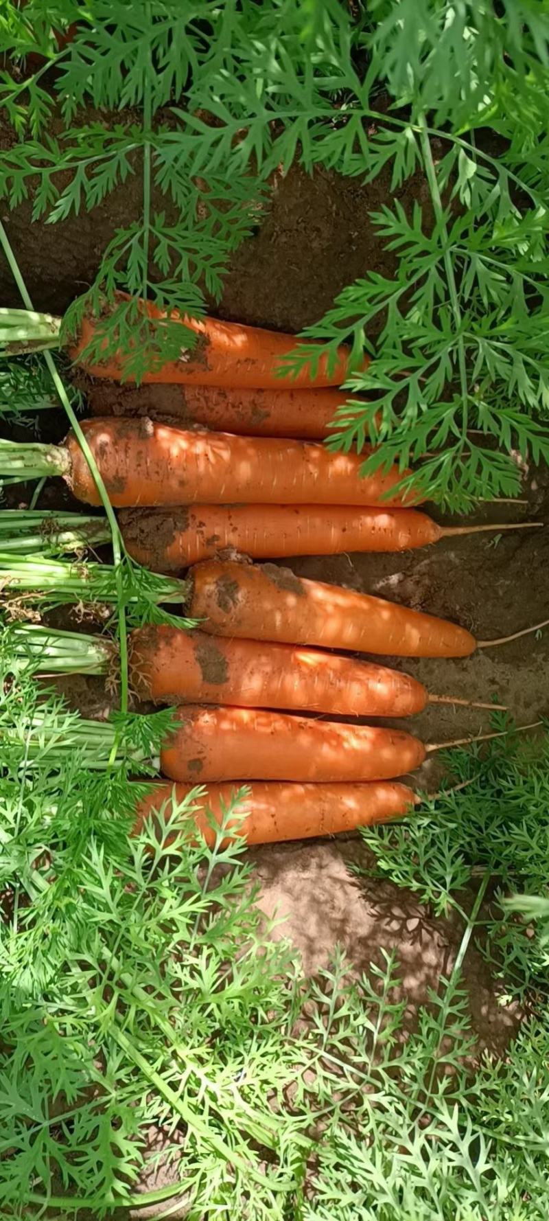 （精品胡萝卜）电商土萝卜，水洗胡萝卜万亩基地大量供应