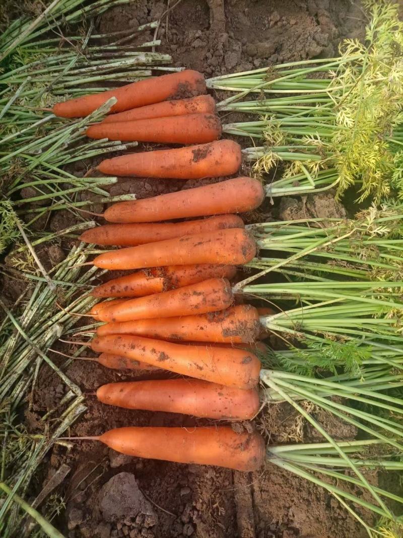 （精品胡萝卜）电商土萝卜，水洗胡萝卜万亩基地大量供应