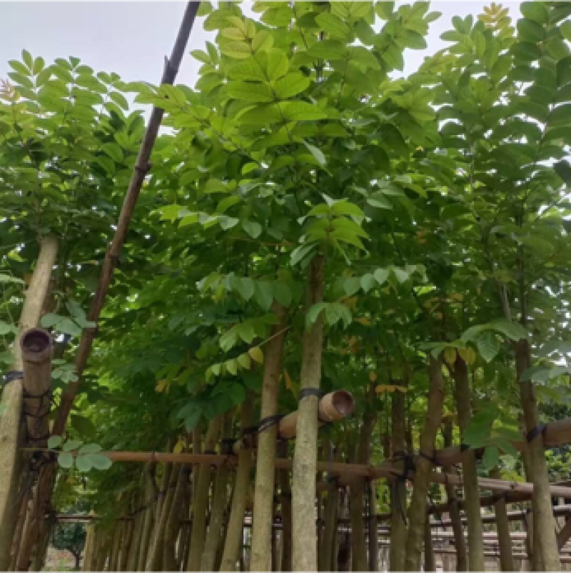 火焰木4-20分