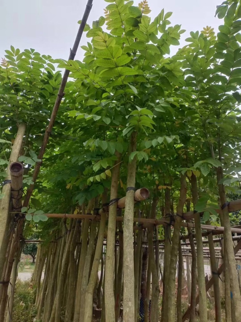 火焰木4-20分