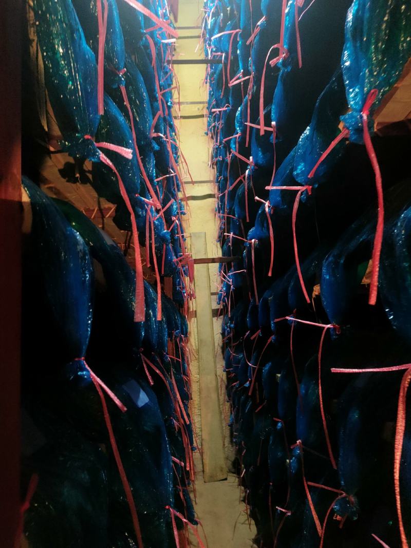 蒜薹。精品手拔台，加工好的，，，，，，，，，