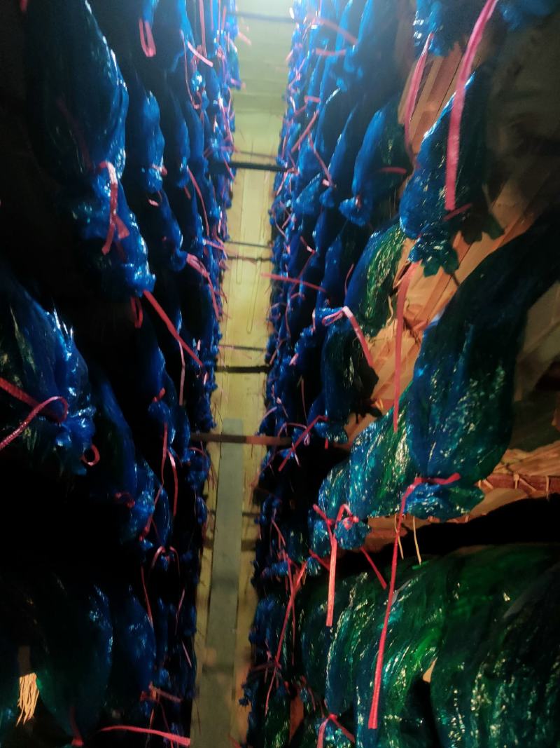 蒜薹。精品手拔台，加工好的，，，，，，，，，