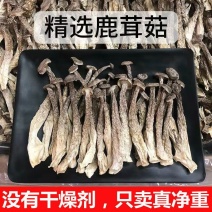 鹿茸菇新货鹿茸菇无硫香菇干货福建特产无干燥剂净重鹿茸菇