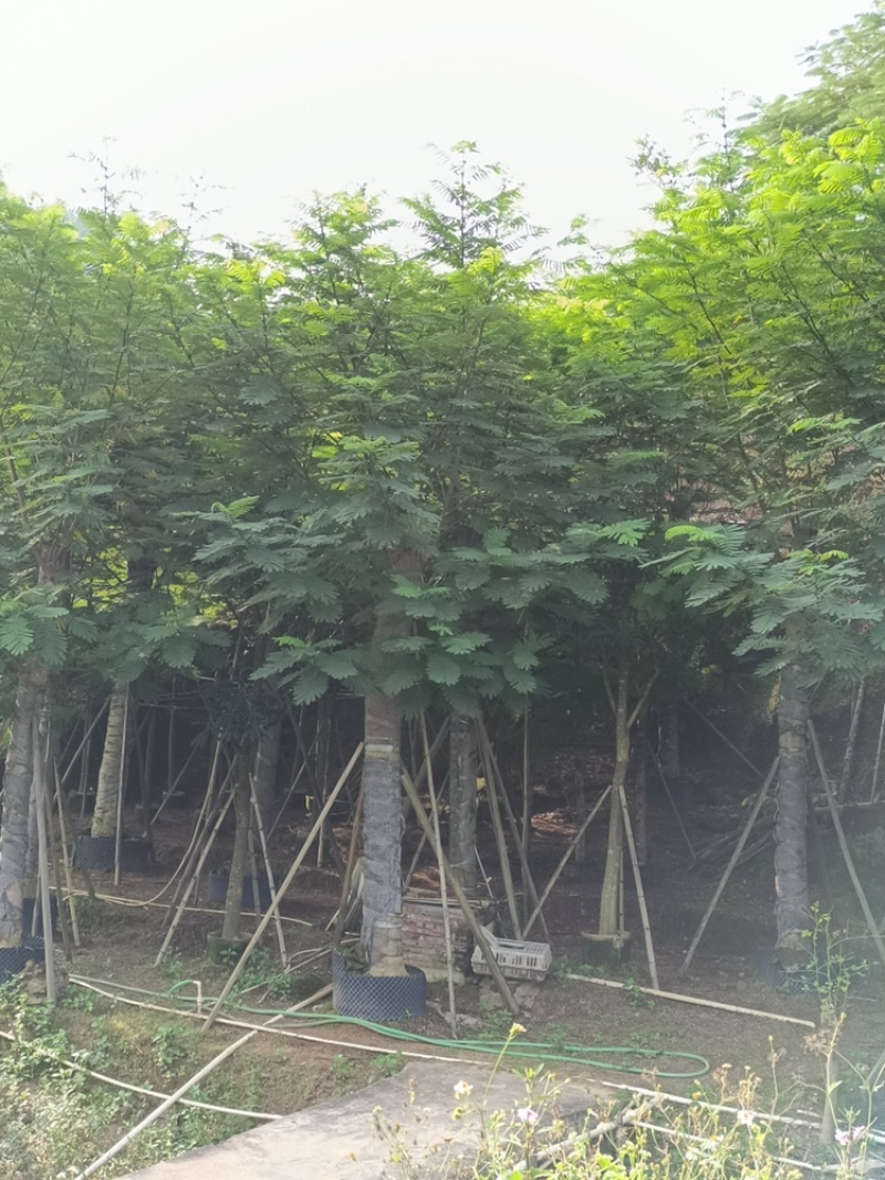 南洋楹供应截杆南洋楹10-30公分移植苗