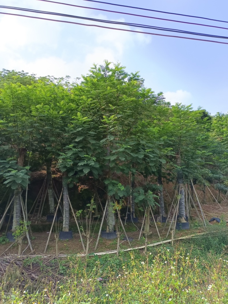 南洋楹供应截杆南洋楹10-30公分移植苗
