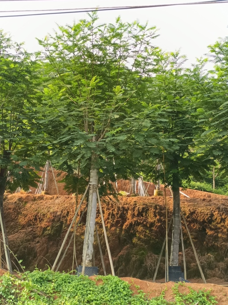 南洋楹供应截杆南洋楹10-30公分移植苗