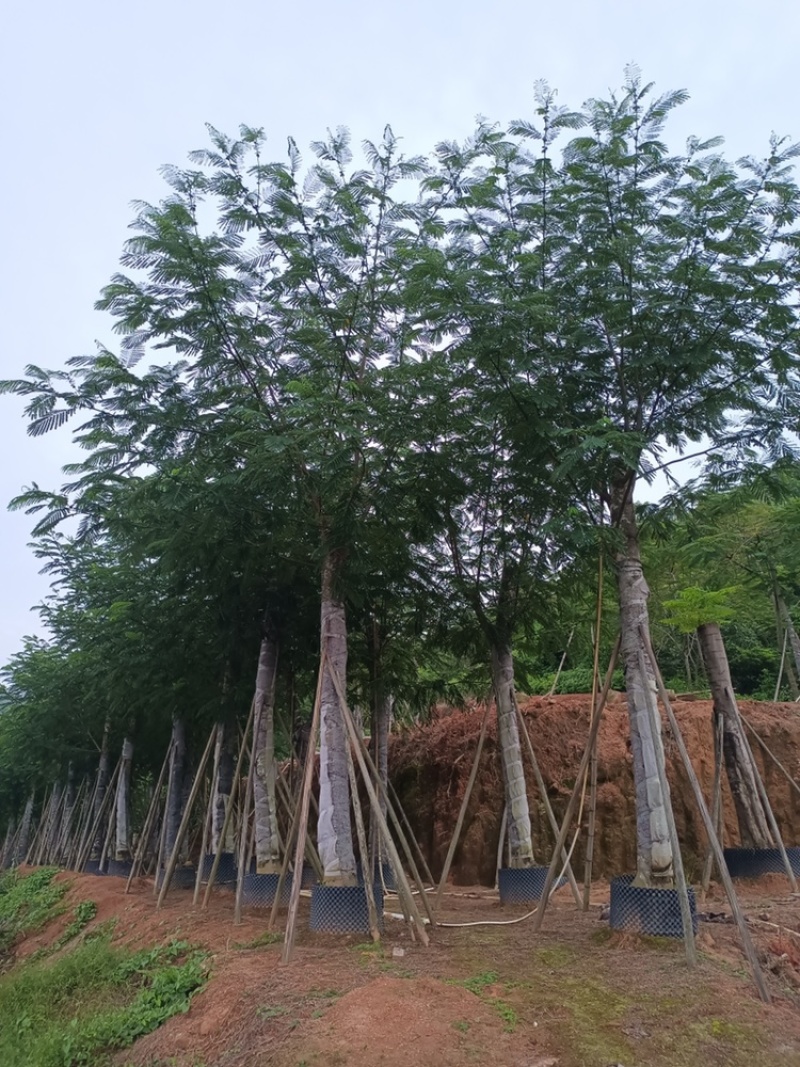 南洋楹供应截杆南洋楹10-30公分移植苗