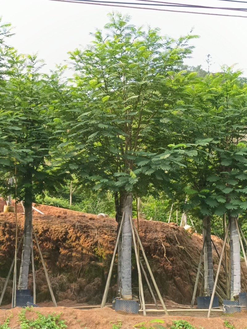 南洋楹供应截杆南洋楹10-30公分移植苗