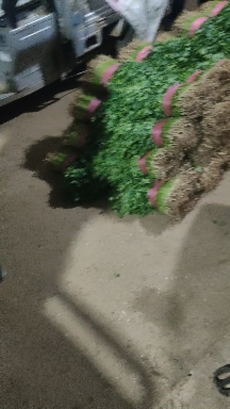 香菜，聊城铁杆青香菜，现货大量现货供应，大量现货供应链