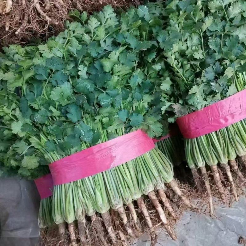 香菜，聊城铁杆青香菜，现货大量现货供应，大量现货供应链
