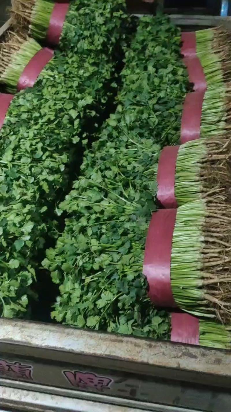 香菜，聊城铁杆青香菜，现货大量现货供应，大量现货供应链